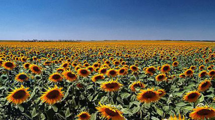 Украина первая в мире по экспорту семян и масла подсолнечника