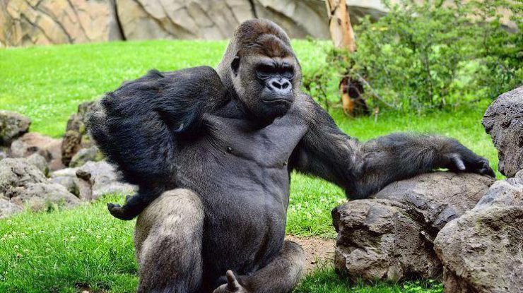 В США горилла напала на посетителей зоопарка. Фото venividi.ru