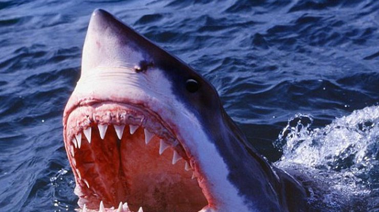 Новое исследование показало, на что реагируют акулы