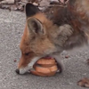 Лис из Чернобыля сделал бутерброды себе на завтрак (видео)