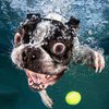 Собаки под водой с невероятными рожицами взорвали интернет (фото)