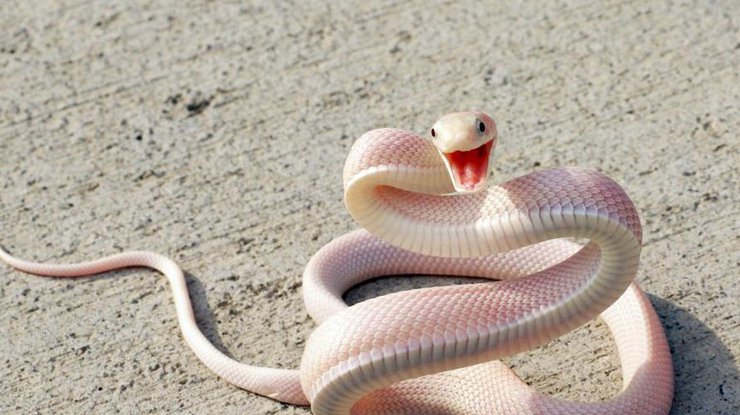 Змея-альбинос до ужаса испугала 16-летнюю британку