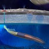 NASA готовит робота-кальмара для высадки на Европу