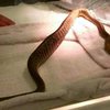 В Австралії змія проковтнула щипці для барбекю