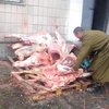 Солдат Украины кормят 50-летним мясом с земли (видео)