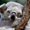 В Австралии массово усыпляют коал