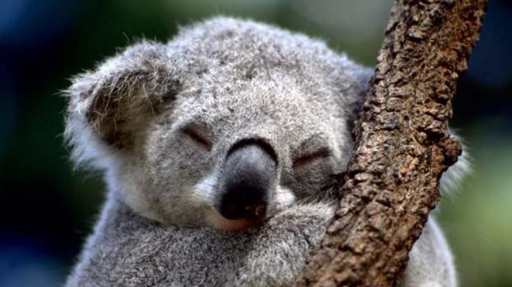 В Австралии решили, что коал слишком много.