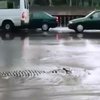 Наводнение в Тбилиси: крокодилы плавают по улицам города (видео)