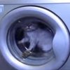 За кота в стиральной машинке хозяйке грозит наказание (видео)