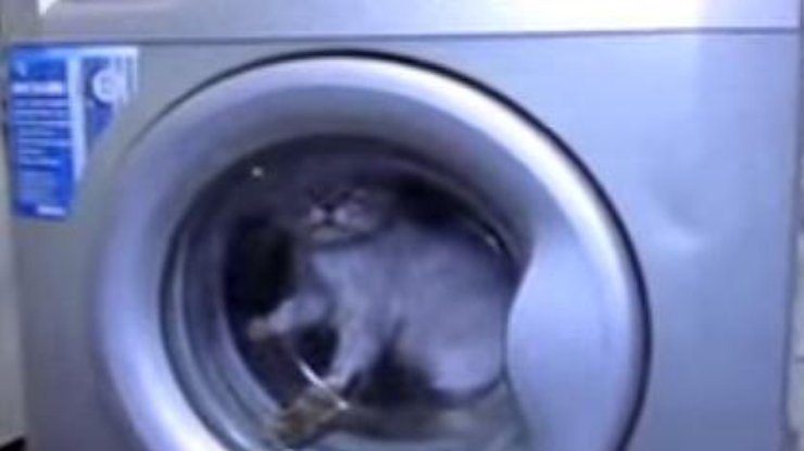 Кота постирали в машинке. Кадр из видео