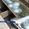 В Ізраїлі медузи мало не зупинили роботу електростанції