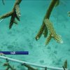 Науковці США під водою вирощують корали 