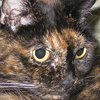 В США умерла в 27 лет старейшая в мире кошка