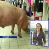 Фермеры Франции запустили свиней в супермаркеты