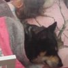 Хозяйка обнаружила пропавшего пса в детской кроватке (видео)