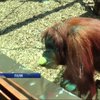 У зоопарках Європи рятують тварин від спеки