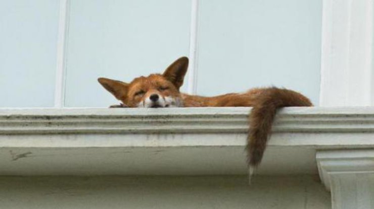 уснувшая лисица