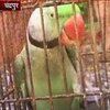 В Индии арестовали попугая-матерщинника (видео)