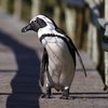 В Перу полиция поймала пингвина-злоумышленника (видео)