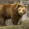 В России туристы испугали медведя песней про зайцев (видео)