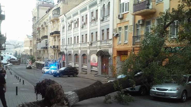 Дерево упало в центре Киева. Фото facebook/koruzhak