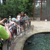 В зоопарке Крыма посетители убили тюленя