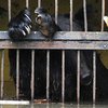 В России потоп: животные тонут в клетках зоопарка (фото, видео)