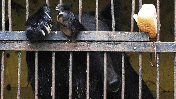Медведи в затопленном зоопарке России