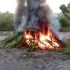У Полтаві спалили коноплі на 15 млн. гривень