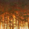 Пожежі в Сибіру: горять 119 тисяч гектарів лісу