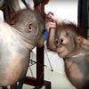 Новорожденные орангутанги влюбились с первого взгляда (видео)