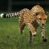 В США усыпили самого быстрого в мире гепарда Сару