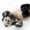 Панда порезвилась в сугробах снега (видео)