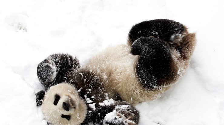 Панда из зоопарка очень обрадовалась снегу
