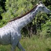 В Танзании обнаружили редкого жирафа