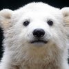 Новорожденный белый медвежонок трогательно играет с мамой (видео)