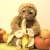 Кошка в костюме обезьяны обрадовалась банану (видео)