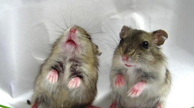 "Любовные песни" мышей похожи на звук реактивного двигателя – ученые (фото: yaplakal.com)