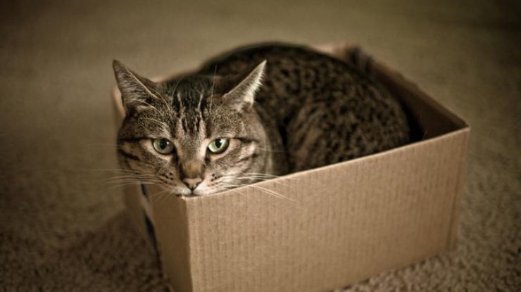 Домашние кошки обожают сидеть в коробках