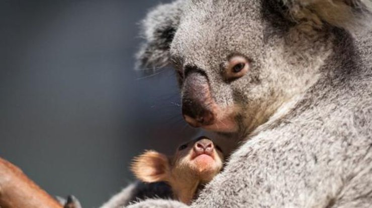 Детеныш коалы заставил человека почесать ему живот (фото: zoopicture.ru) 