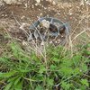 На Донбассе двое грибников подорвались на мине 