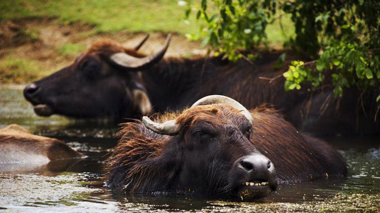 В Одесскую область привезли стадо водяных буйволов (фото: lifeisphoto.ru)