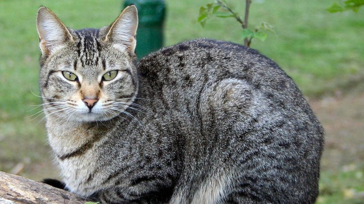 В Ривненской области объявлен карантин из-за бешенства кошек