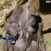 У зоопарку Сан-Дієго народилося дитинча горили