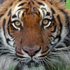 В Индии убили поедавшую людей тигрицу
