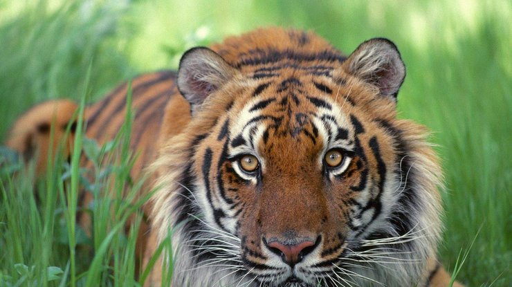 В Индии убили поедавшую людей тигрицу