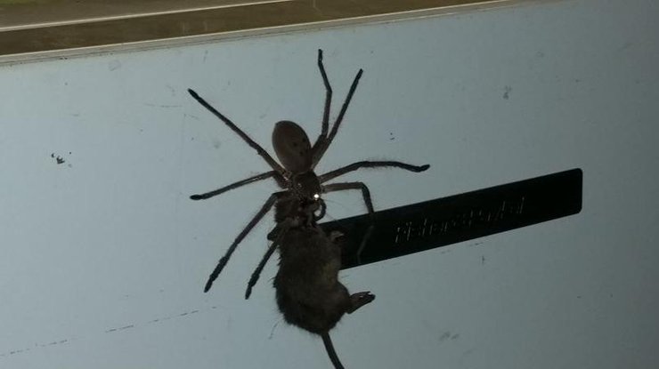 В Австралии гигантский паук пытался проглотить мышь