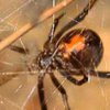 Почему нельзя убивать пауков: легенды и суеверия