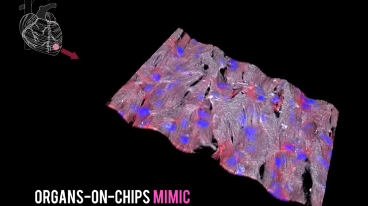 Ученые создали первое в мире сердце на чипе