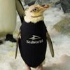 В США сотрудники океанариума сшили гидрокостюм облысевшему пингвину (фото, видео) 